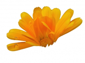 calendula-830074_1280frei